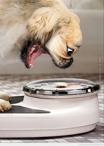 funny-picture-dog-on-a-weight-scale